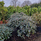 Rhododendron Yakushimanum Edelweiss XXL