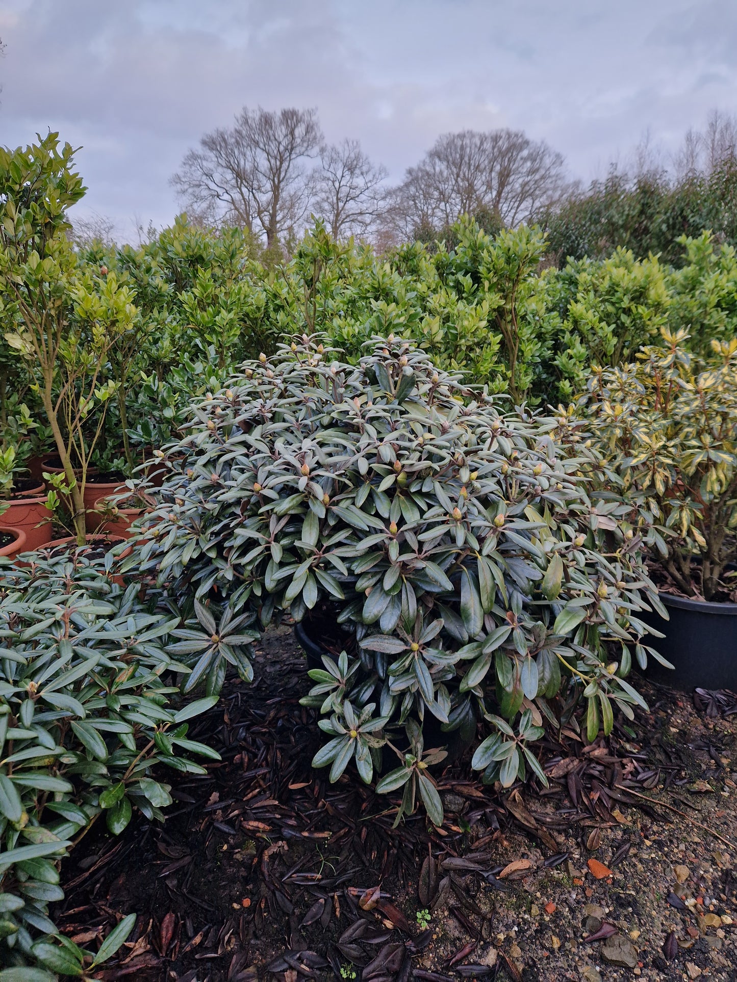 Rhododendron Yakushimanum Edelweiss XXL