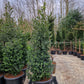 Ilex aquifolium hulst XXL 250-275cm