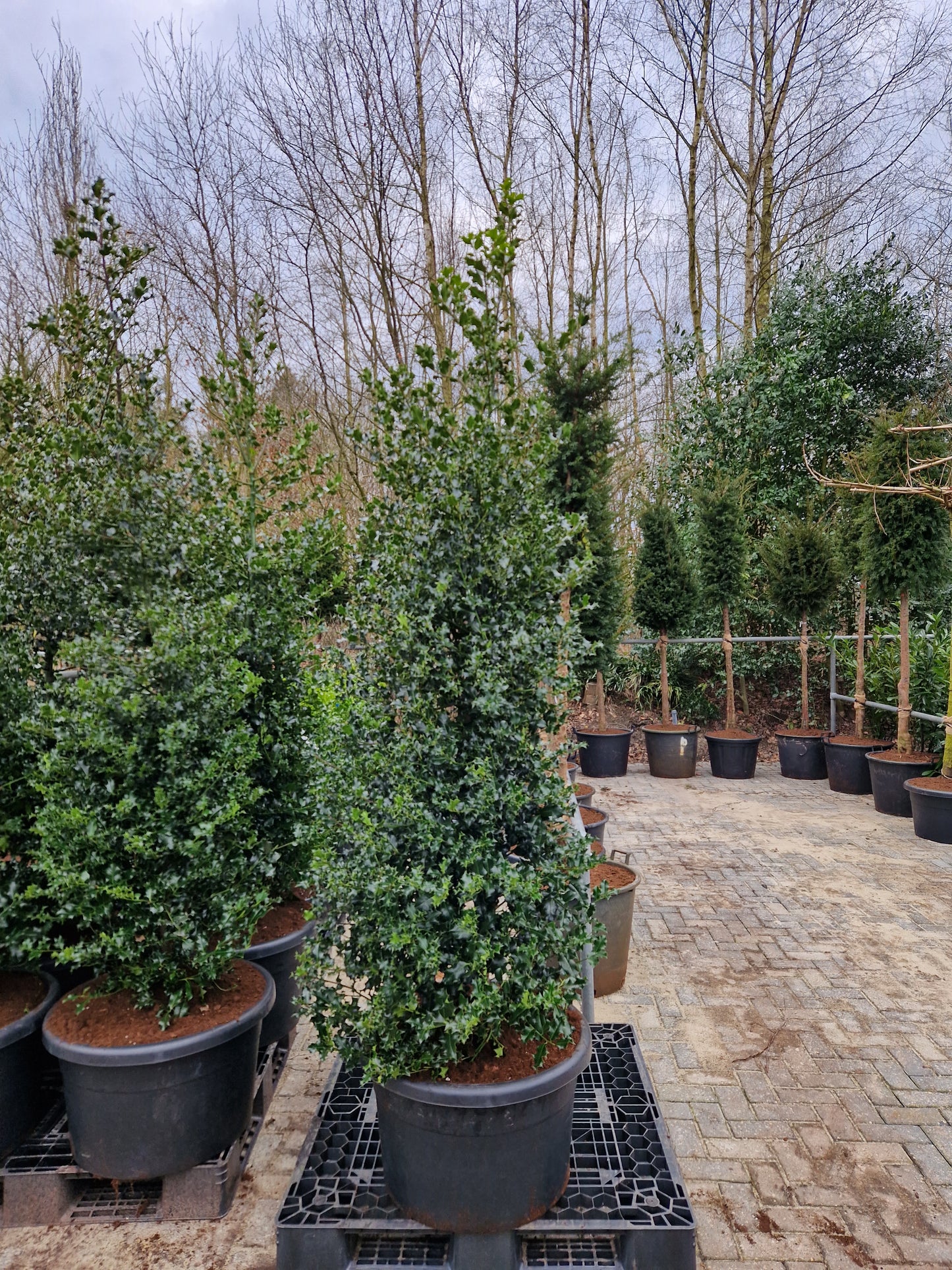 Ilex aquifolium hulst XXL 250-275cm