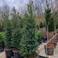 Ilex aquifolium hulst XXL 250-275cm