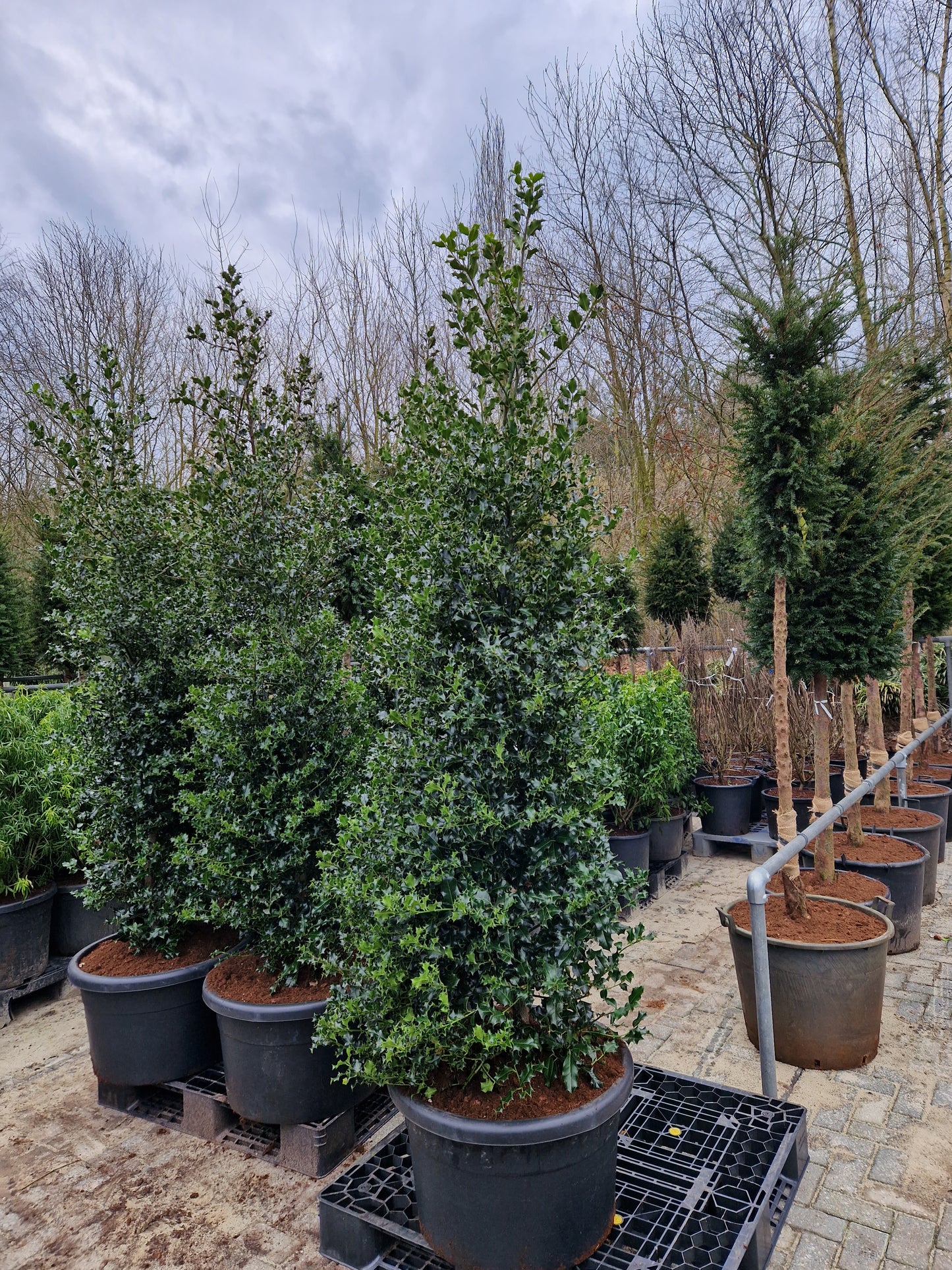 Ilex aquifolium hulst XXL 250-275cm