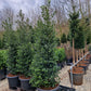 Ilex aquifolium hulst XXL 250-275cm