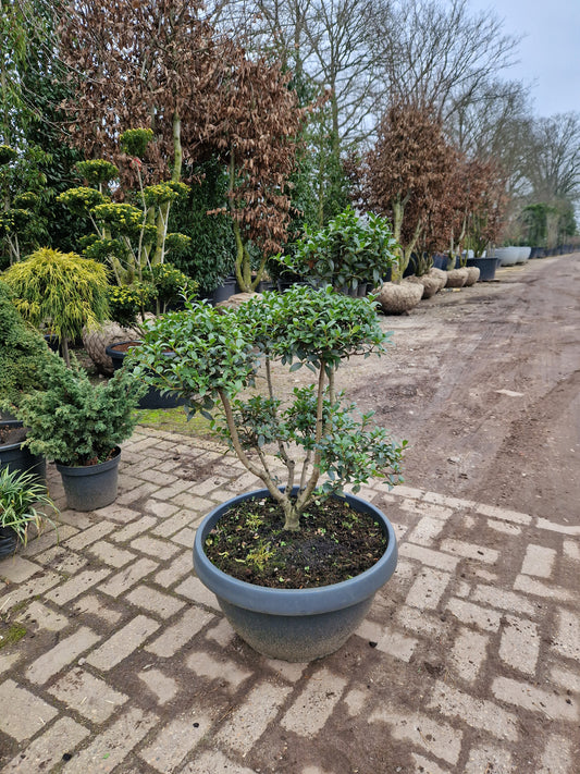 Ilex Crenata bonsai Japanse hulst in Sierpot