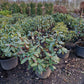 Rhododendron Rosabella 60-70cm Roze