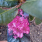 Rhododendron Rosabella 60-70cm Roze