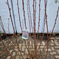 Ribes Sanguineum King Edwards VII Aalbes