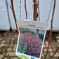 Ribes Sanguineum King Edwards VII Aalbes