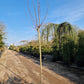 Platanus hispanica Alphen's Globe Bolgroeiende Plataan