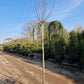 Platanus hispanica Alphen's Globe Bolgroeiende Plataan