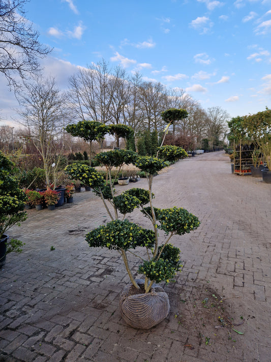 Ilex Crenata bonsai Japanse hulst vormboom