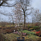 Magnolia loebneri Merrill Beverboom 300-350cm XXL