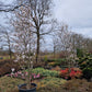 Magnolia loebneri Merrill Beverboom 300-350cm XXL