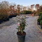 Camellia japonica Spring Festival 60cm