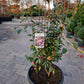 Camellia japonica Spring Festival 60cm