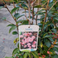 Camellia japonica Spring Festival 60cm