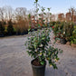 Camellia japonica Powder Puff 80cm Wit