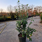 Camellia japonica Powder Puff 80cm Wit