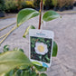 Camellia japonica Powder Puff 80cm Wit