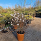 Magnolia stelleta 125cm wit XXL