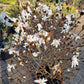 Magnolia stelleta 125cm wit XXL