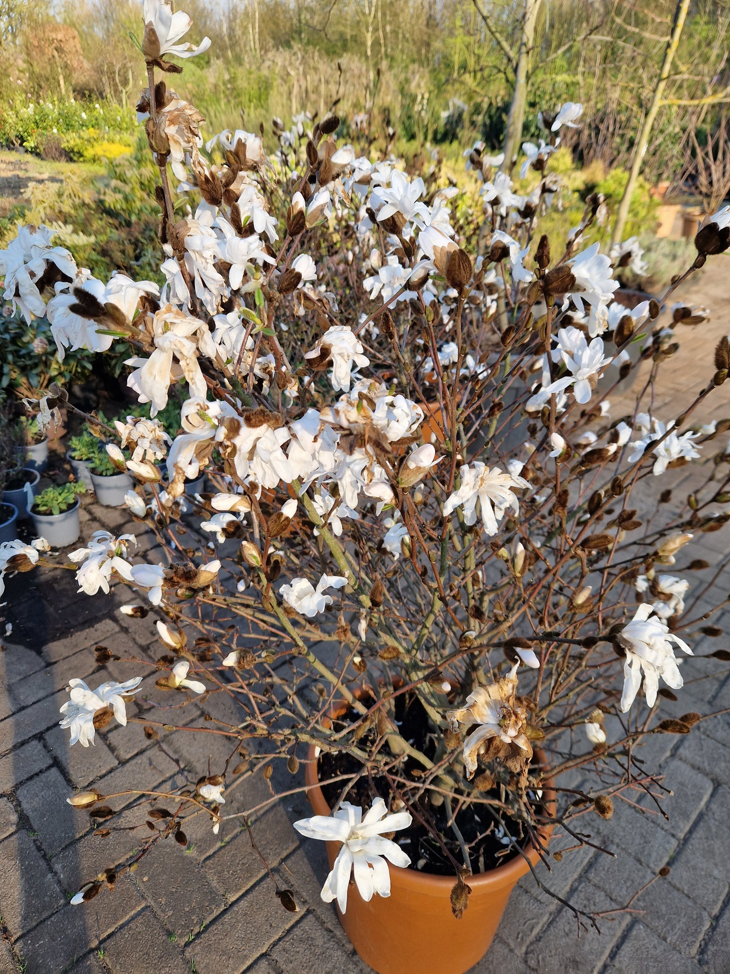 Magnolia stelleta 125cm wit XXL