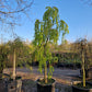 Cercidiphyllum japonicum Pendulum hartjesboom