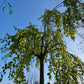 Cercidiphyllum japonicum Pendulum hartjesboom