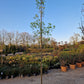 Pyrus chanticleer Sierpeer
