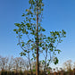 Pyrus chanticleer Sierpeer