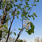 Pyrus chanticleer Sierpeer