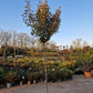 Eleagnus compacta 180cm stam Olijfwilg