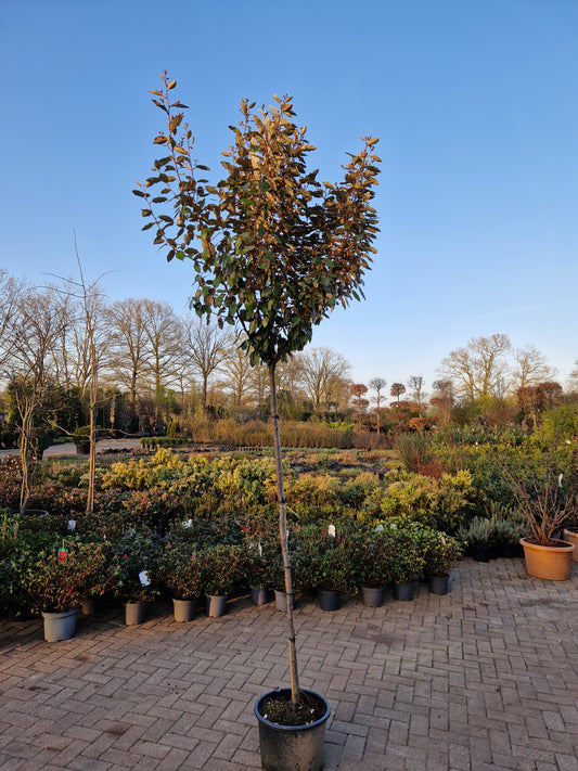 Eleagnus compacta 180cm stam Olijfwilg
