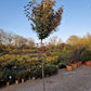Eleagnus compacta 180cm stam Olijfwilg