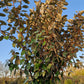 Eleagnus compacta 180cm stam Olijfwilg