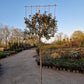 Leiboom Eleagnus compacta Leieleagnus 180cm stam rek 120x120 Olijfwilg
