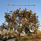 Leiboom Eleagnus compacta Leieleagnus 180cm stam rek 120x120 Olijfwilg