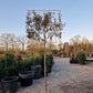 Leiboom Eleagnus compacta Leieleagnus 180cm stam rek 120x120 Olijfwilg