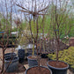 Acer griseum Papieresdoorn XXL 200-250cm