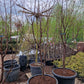 Acer griseum Papieresdoorn XXL 200-250cm
