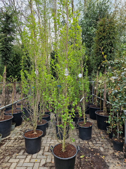 Styrax Japonicus June Snow Storaxboom Wit