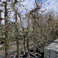 Oude appelboom Malus Elstar Fruit 250-300cm