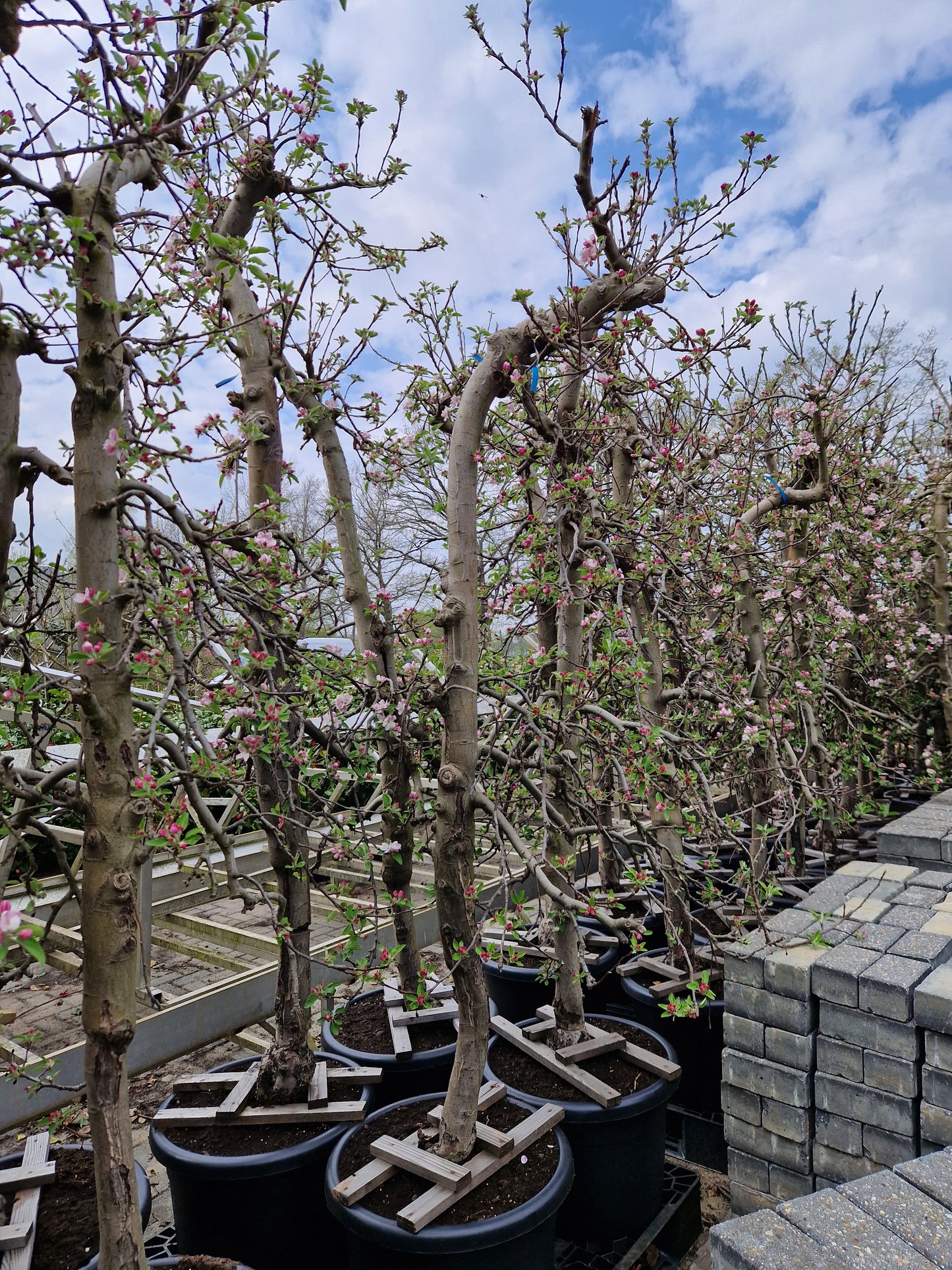 Oude appelboom Malus Elstar Fruit 250-300cm