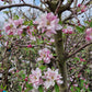 Oude appelboom Malus Elstar Fruit 250-300cm