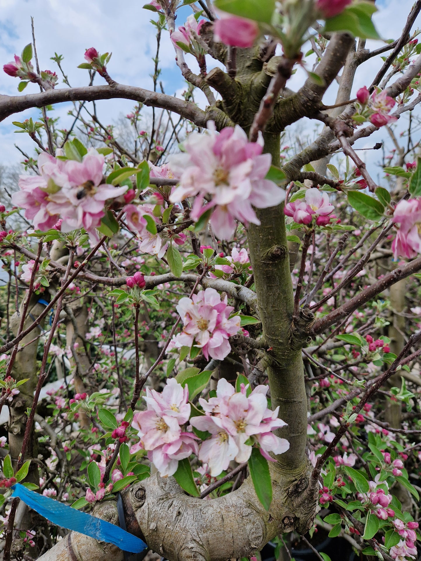Oude appelboom Malus Elstar Fruit 250-300cm