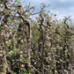 Oude appelboom Malus Elstar Fruit 250-300cm