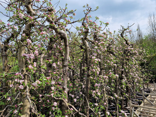 Oude appelboom Malus Elstar Fruit 250-300cm