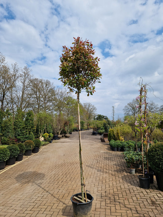 Photinia Fraseri Red robin hoogstam 180-200cm glansmispel