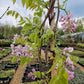 Wisteria Sinensis Brakybotrys Schowa Beni Roze