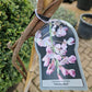 Wisteria Sinensis Brakybotrys Schowa Beni Roze